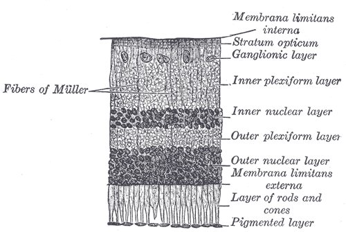 Layers of the Retina, from Gray's Anatomy